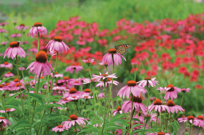 Echinacea (Echinacea purpurea)