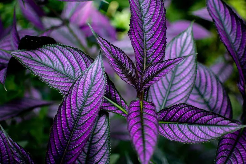 Persian Shield (Strobilanthes dyerianus)