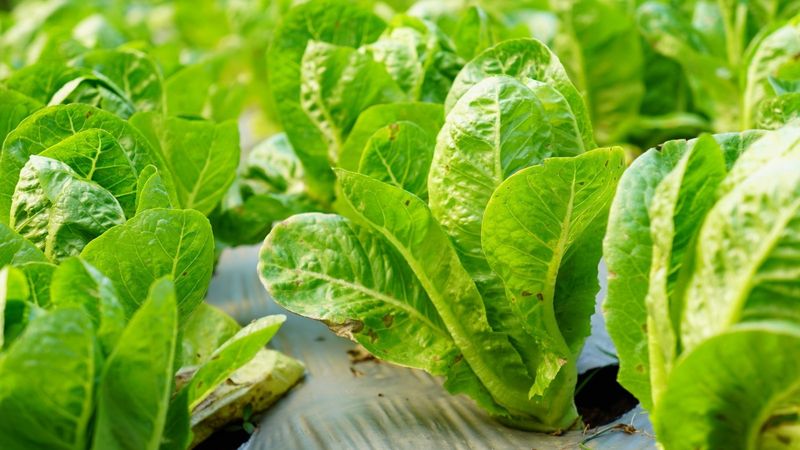 Romaine Lettuce