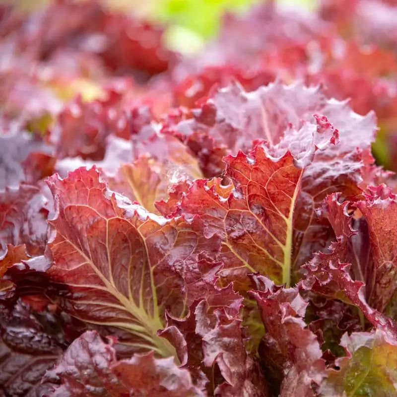 Red Leaf Lettuce