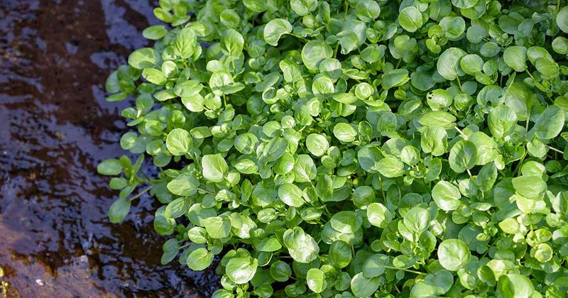 Watercress