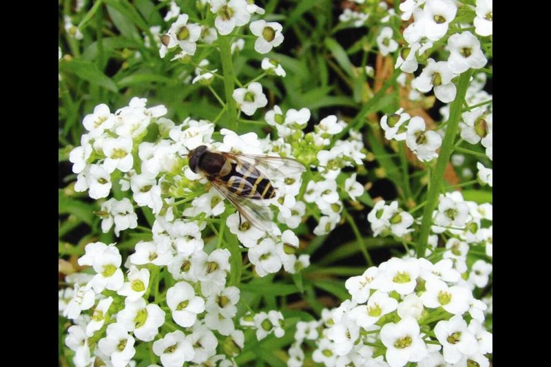 Sweet Alyssum – The Aphid & Thrips Trap