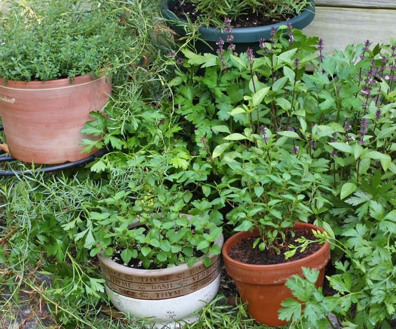 Perennial Herbs (Rosemary, Thyme, Oregano)