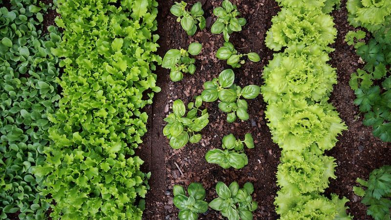 Stop Using Chemical Pesticides