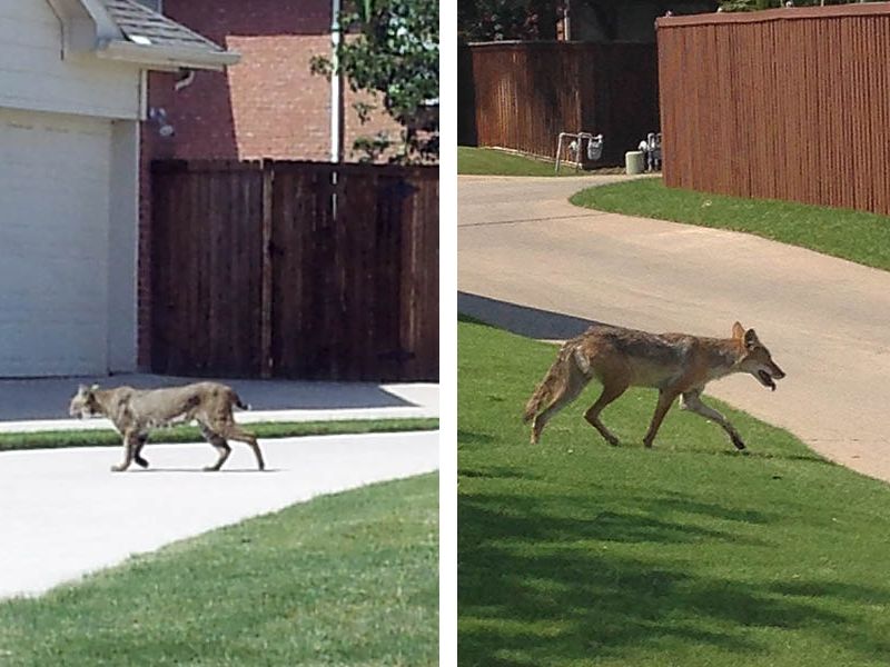 Nevada Suburban Denning Habits