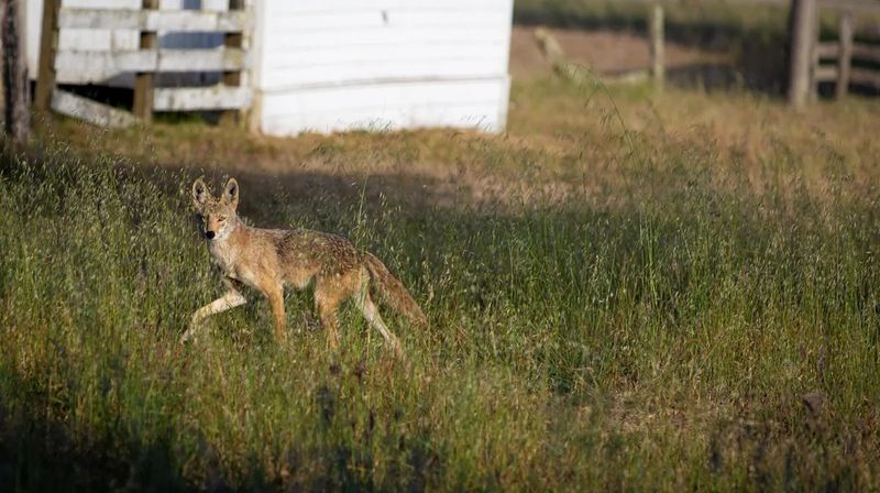 New Mexico Residents Report Nighttime Coyote Visits