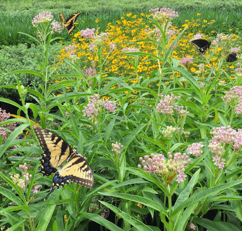 Natural Privacy Screen