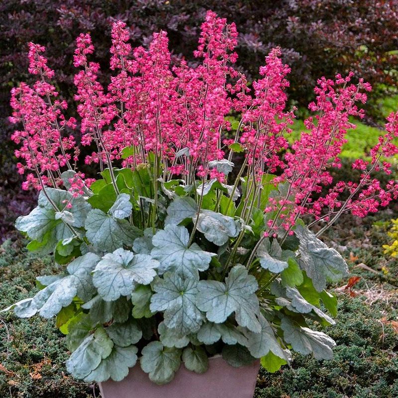 Coral Bells (Heuchera)