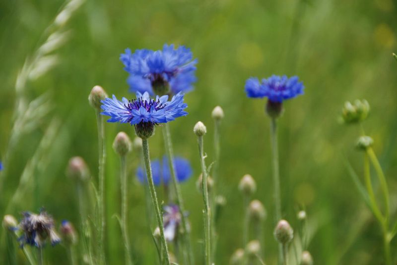 Cornflower