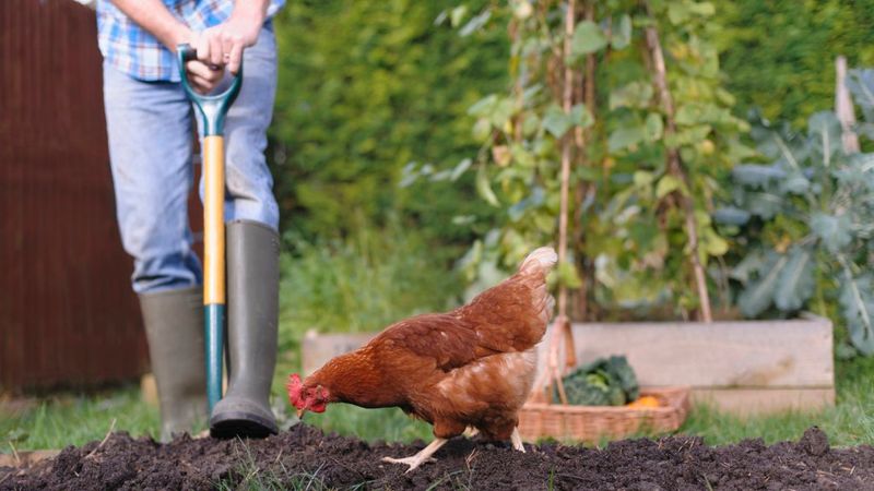 Chickens for Pest Control