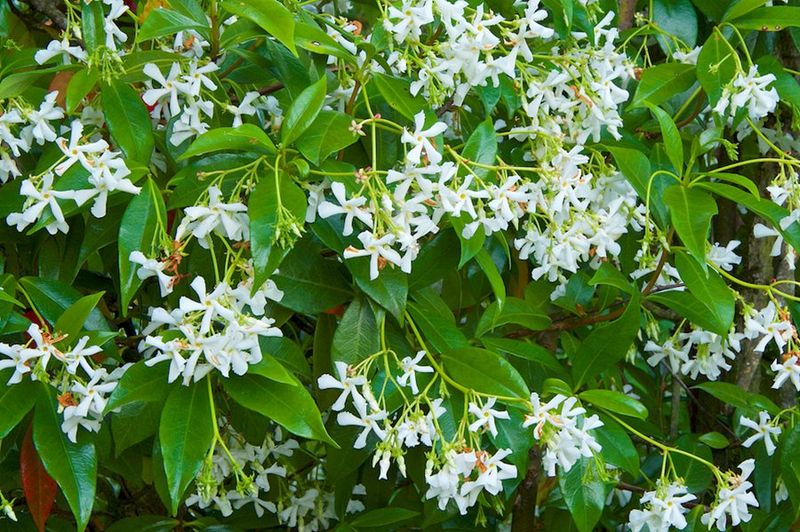 Star Jasmine (Trachelospermum jasminoides)