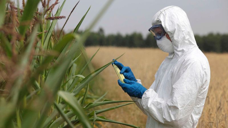 The Verdict: Are GMOs Dangerous?