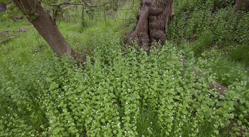 Garlic Mustard