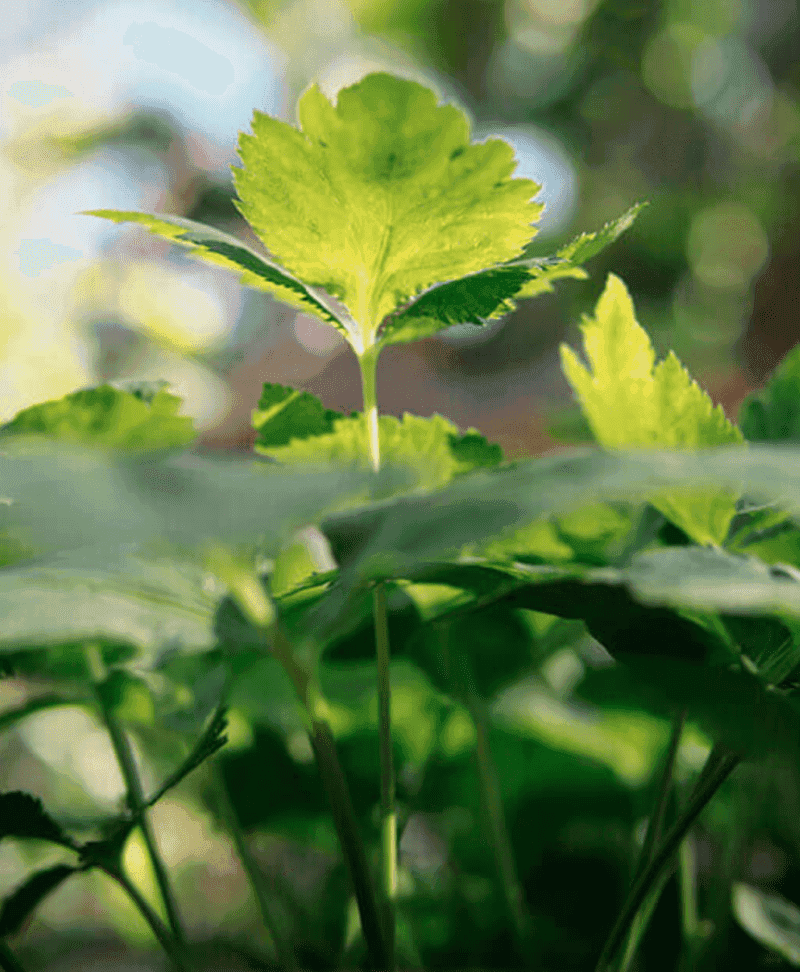 Japanese Parsley Delight