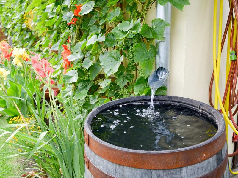Rainwater Harvesting