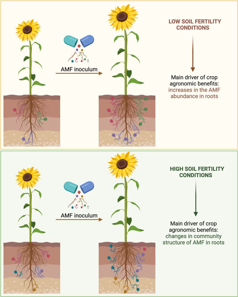 Mycorrhizal Inoculation