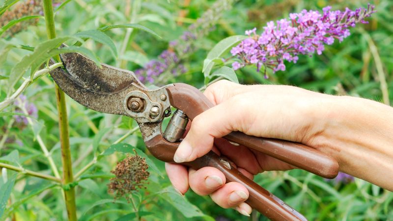 Deadheading Extends Blooming Seasons
