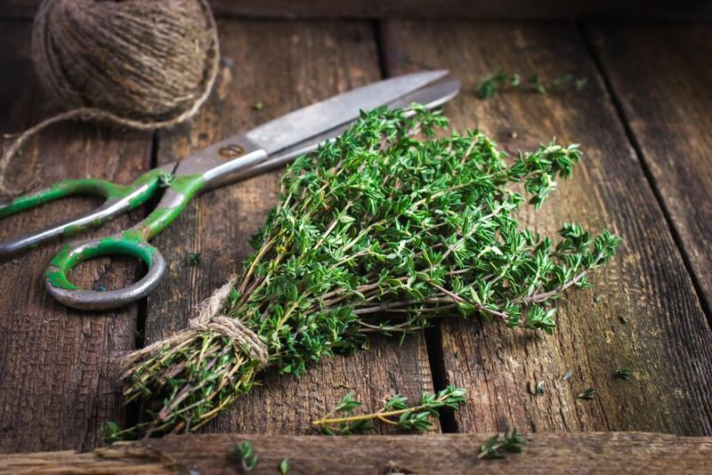 Harvesting and Storing Thyme