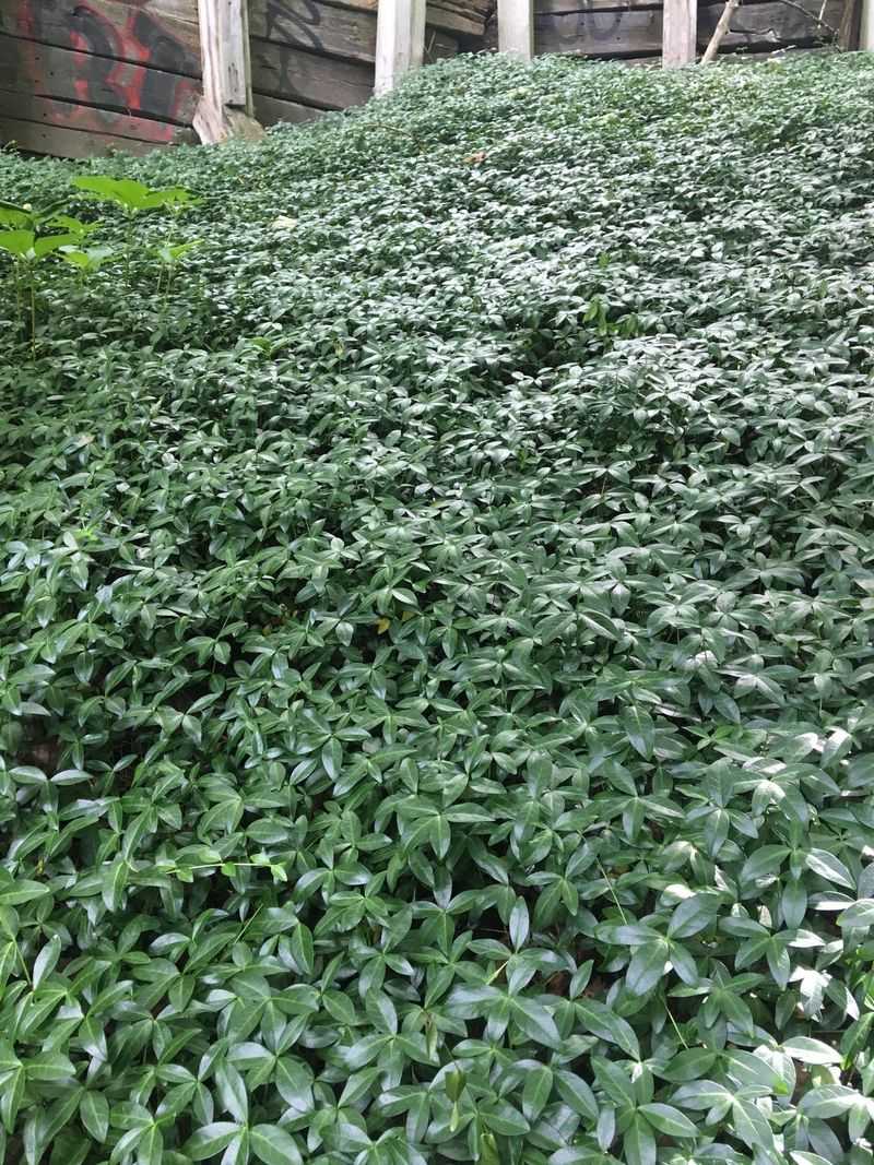 Persistence Through Root Fragments