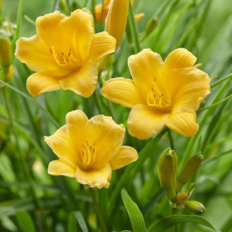 Daylily