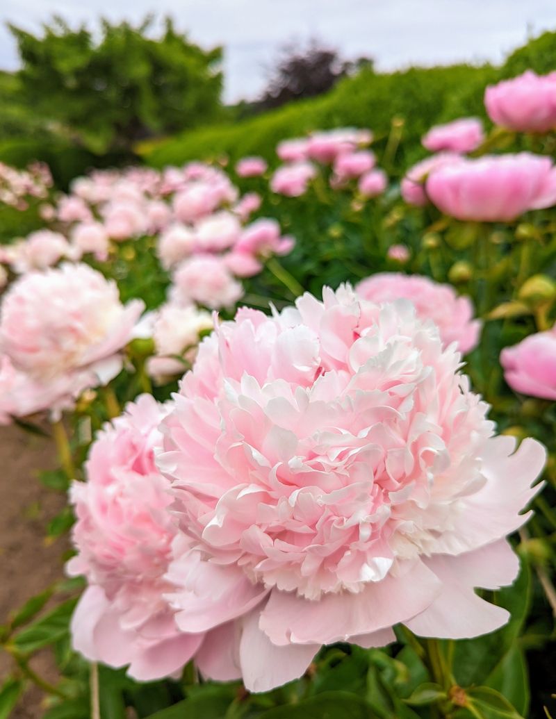 Peony