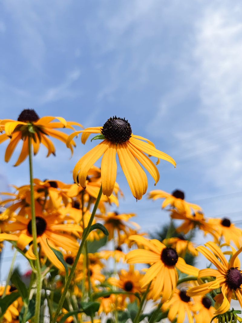 Black-eyed Susan