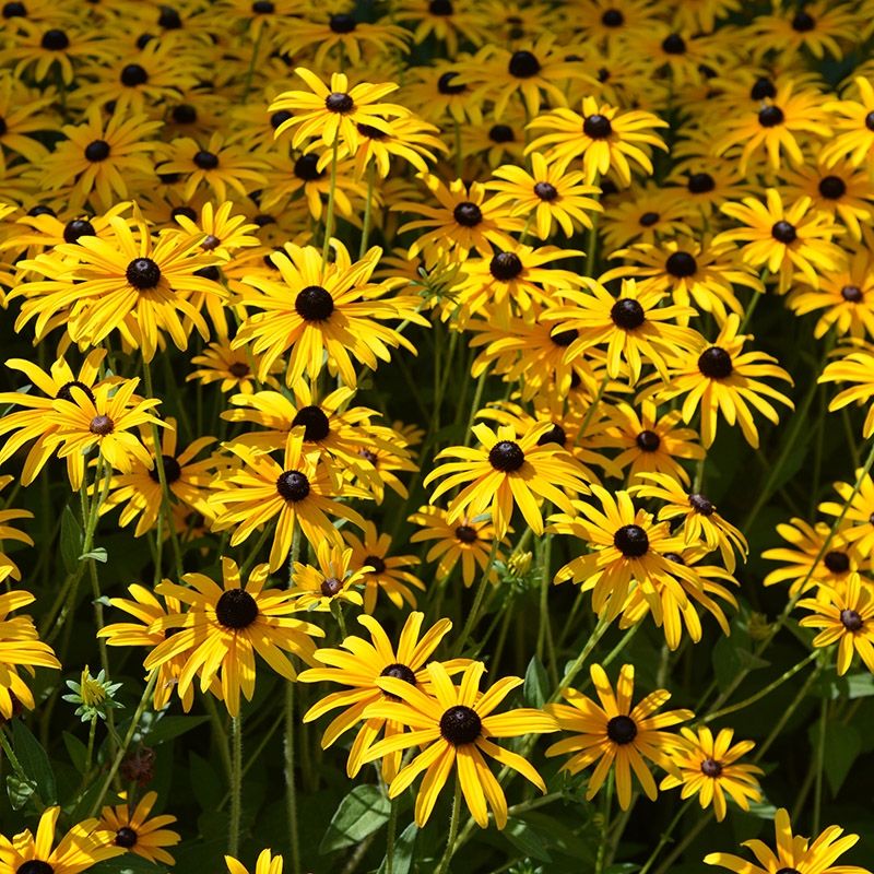 Black-eyed Susan (Rudbeckia)