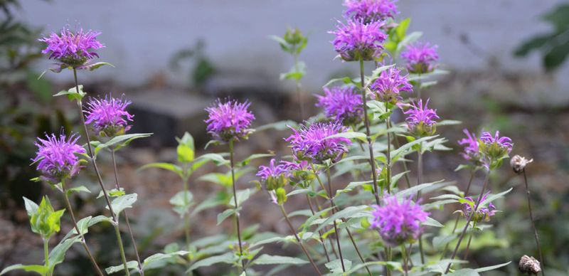 Bee Balm (Monarda)