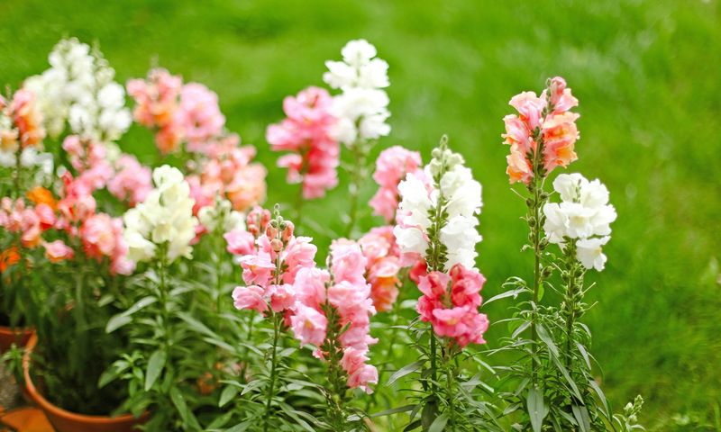 Snapdragons: The Playful Blooms