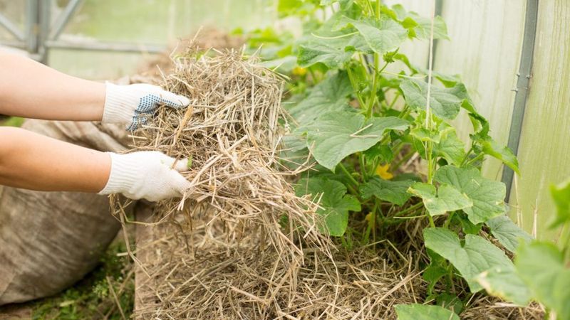 Extends Growing Season