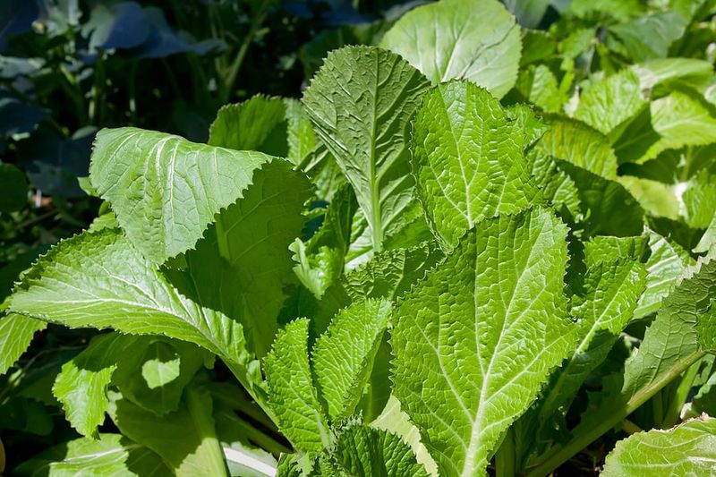 Plant Mustard Greens Easily