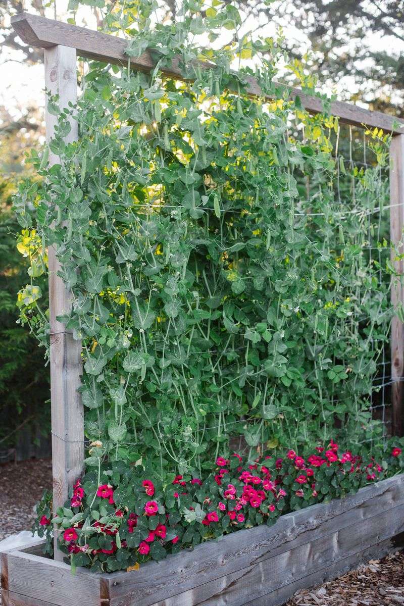 Plant Peas for Cool Weather
