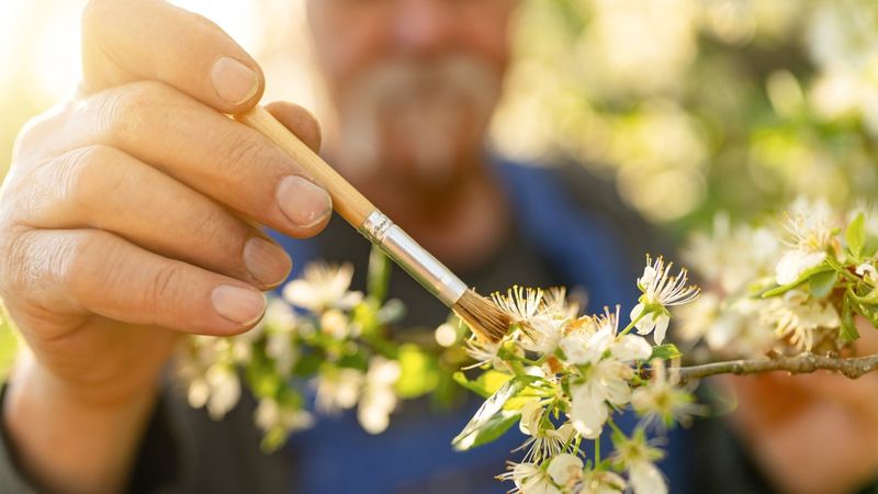 Hand Pollination Increases Fruit Set