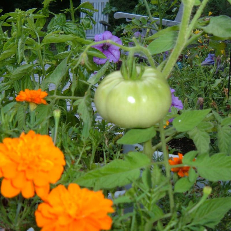 Companion Planting Boosts Growth and Pest Control