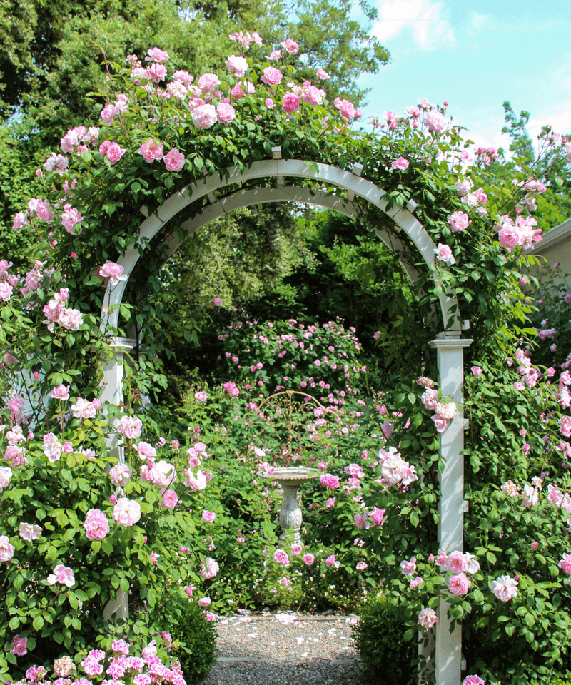 Climbing Roses on Arches