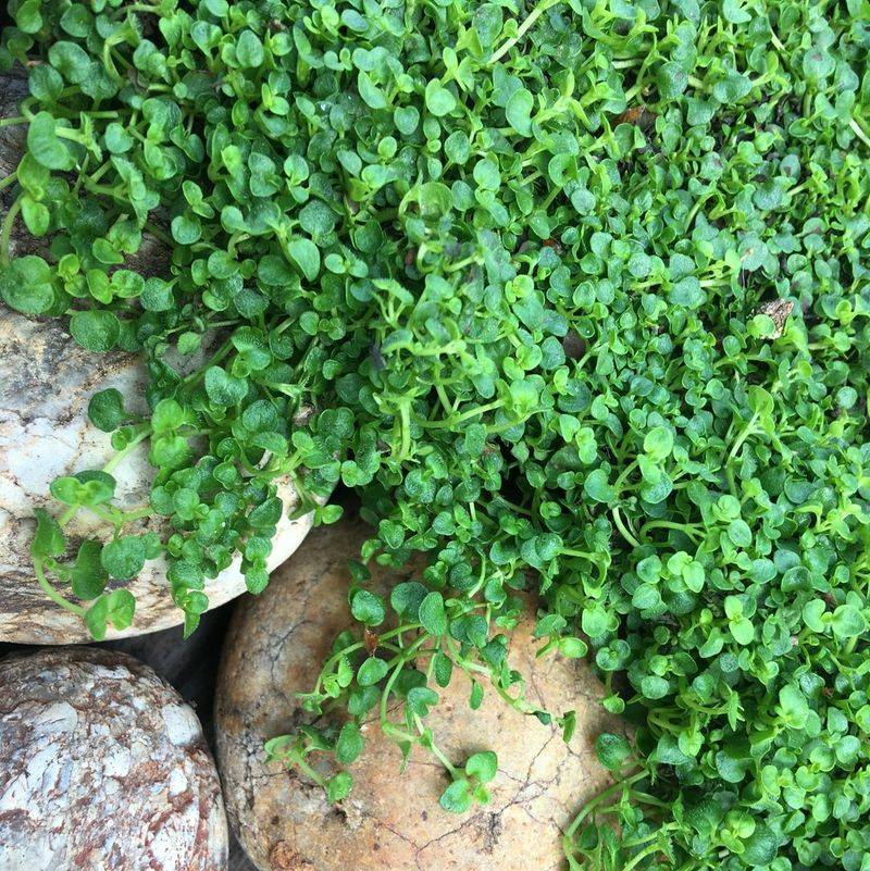 Mentha requienii (Corsican Mint)