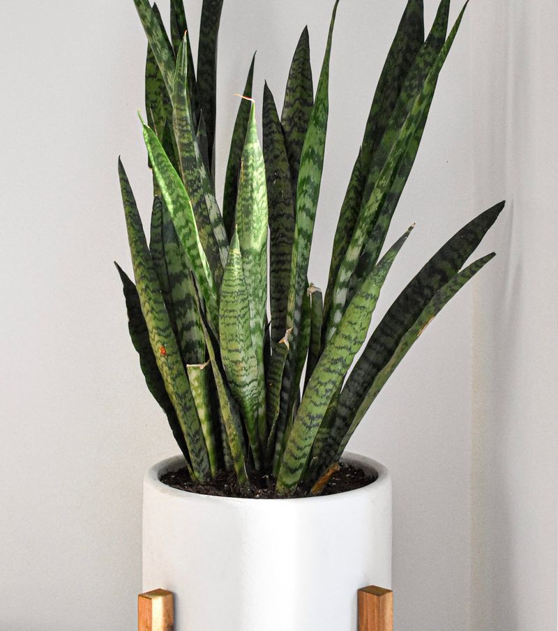 Snake Plant