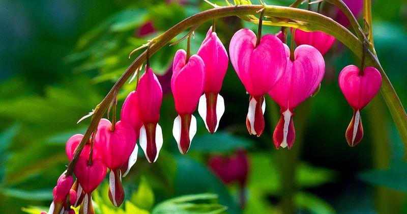 Bleeding Heart