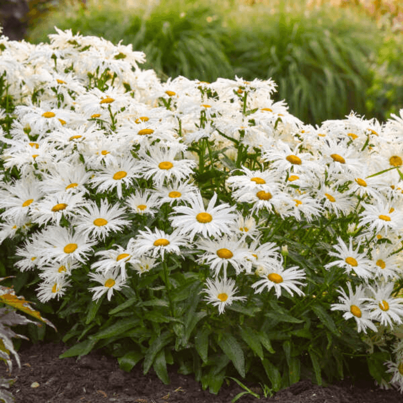Shasta Daisy Delight