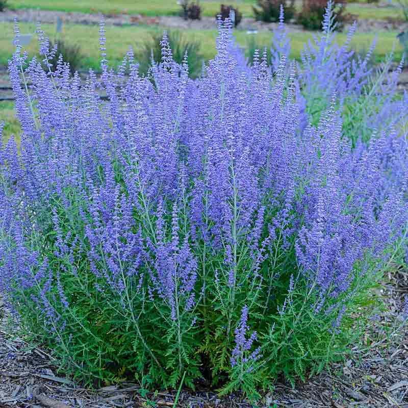 Russian Sage (Perovskia atriplicifolia)