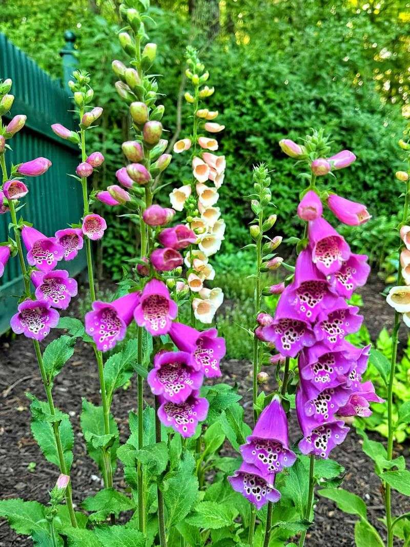 Foxglove (Digitalis)