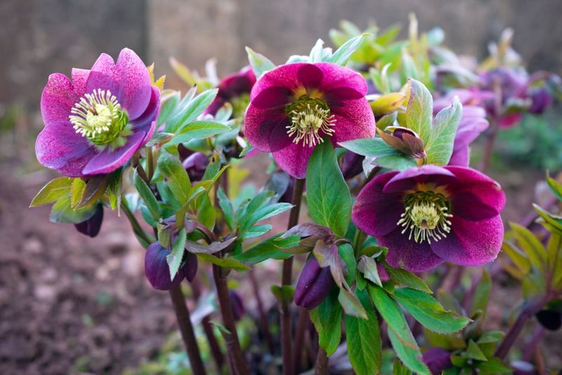 Hellebore (Helleborus)