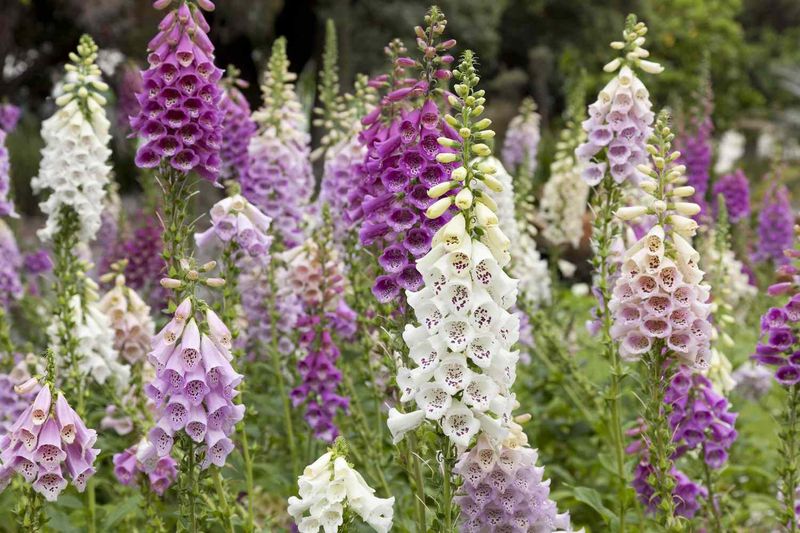 Foxglove (Digitalis)