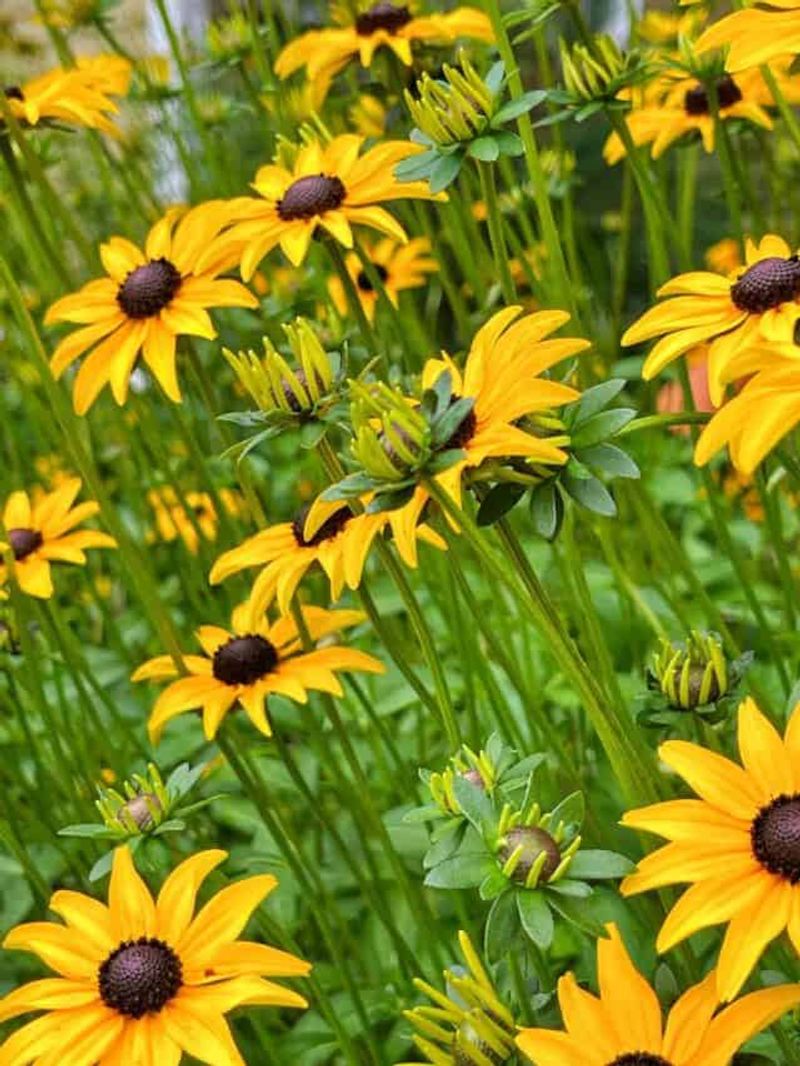 Black-Eyed Susans (Rudbeckia)