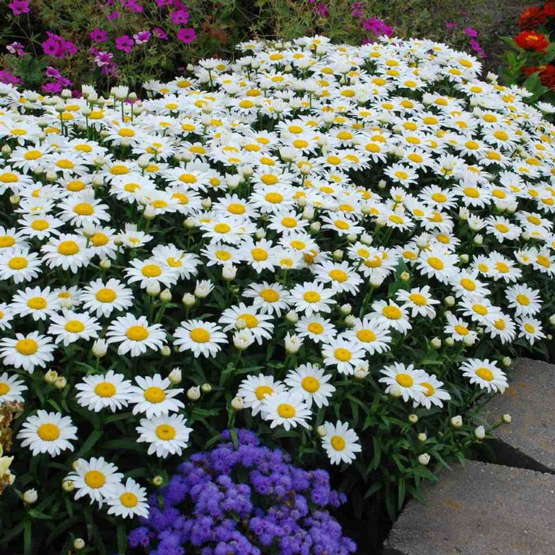 Shasta Daisy
