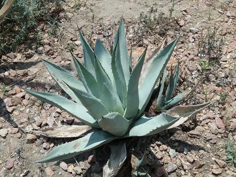 Agave