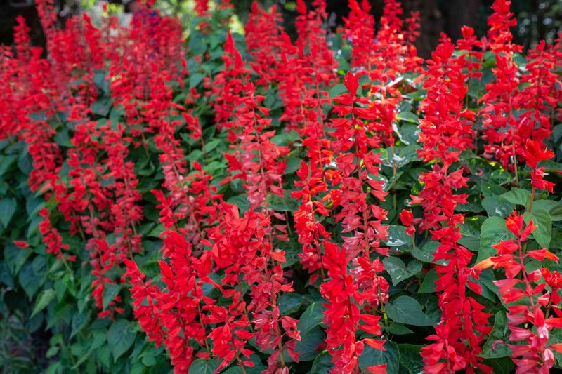 Salvia (Perennial & Annual)