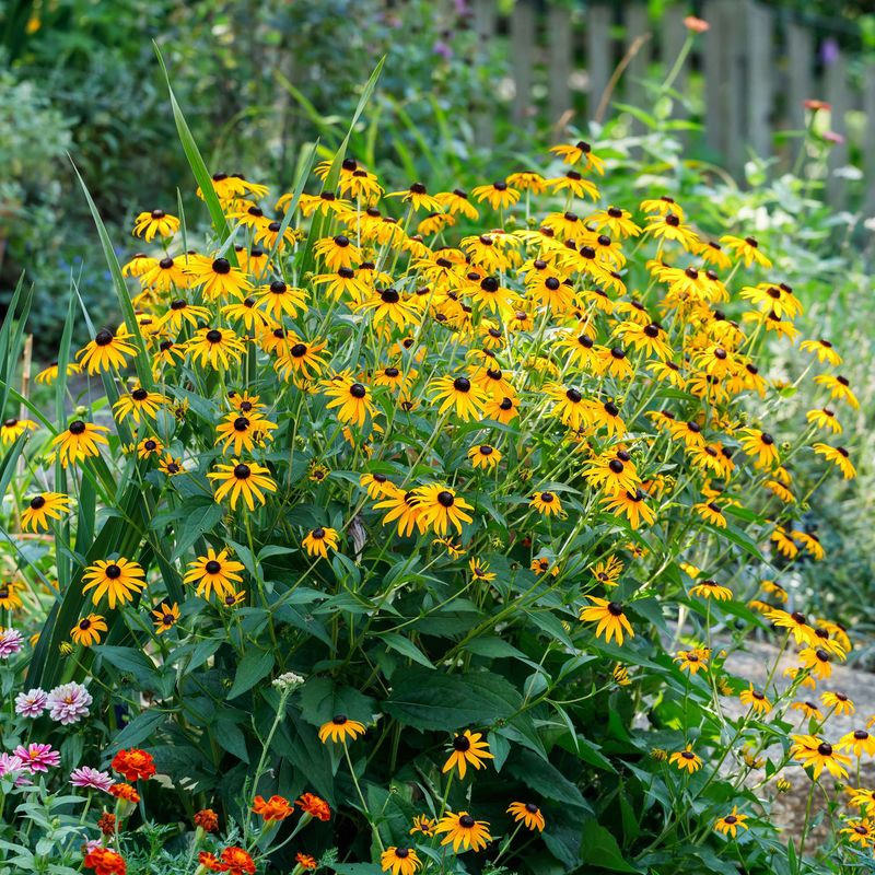Rudbeckia 'Goldsturm'