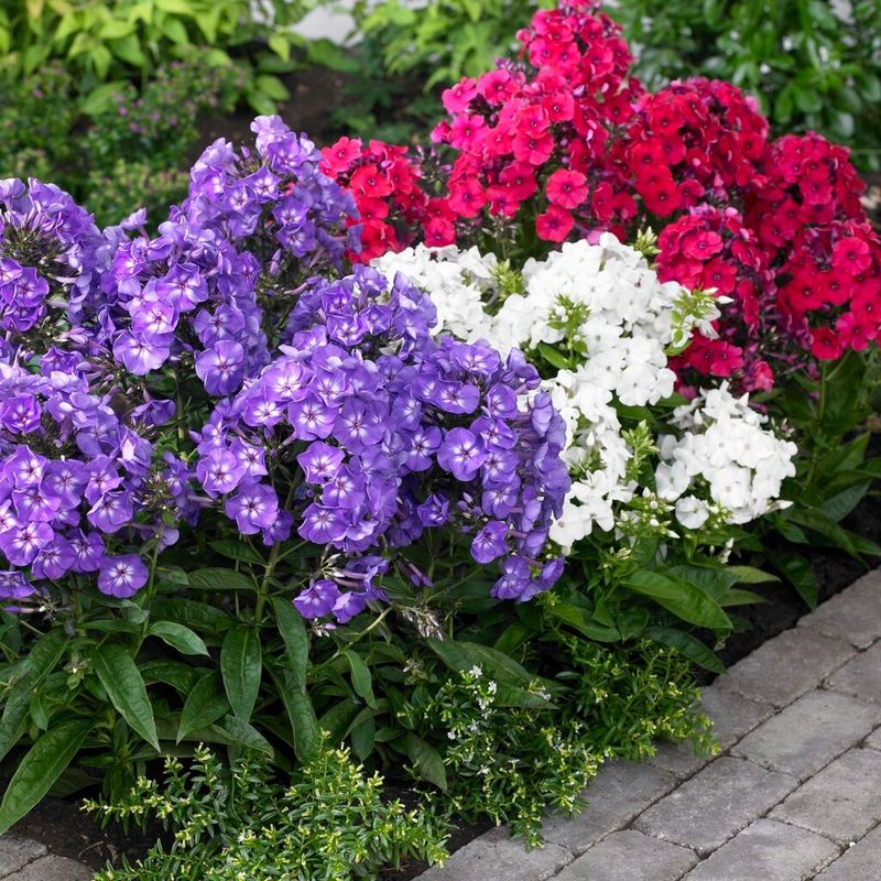 Phlox's Fragrant Flourish