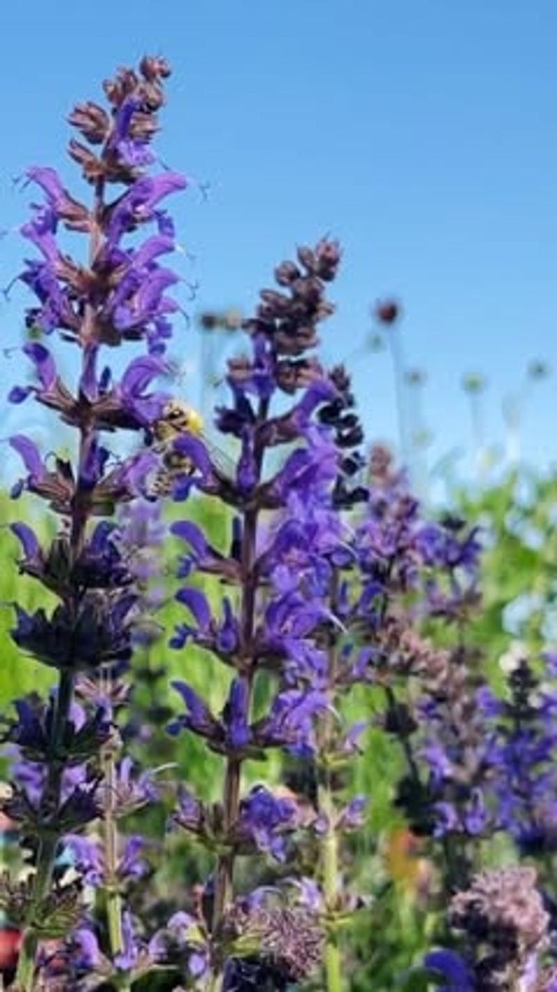 Salvia